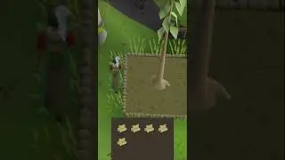 Fastest Woodcutting XP in OSRS 🌳🪓