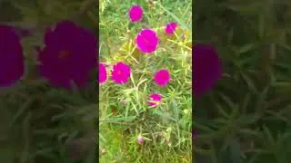 beautiful portulaca#ytshorts#youtube video