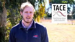 Introduction to Research Breeding Values & Research