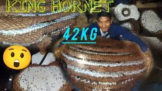 KING HORNET BEE HARVEST ||NAGALAND TOP ONE||UNDER KIPHIRE DISTRICT @STMVLOG5780 @ethanjustvlog1288 