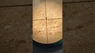 Savage B22 left handed .22 LR fun #gun #shooting #rifle #scope #pov