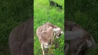 СУПЕРСКАЯ  ПРОГУЛОЧКА  ПОЛУЧИЛАСЬ !!! #природа