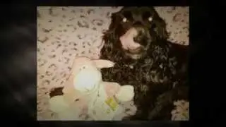 PupCrate - December