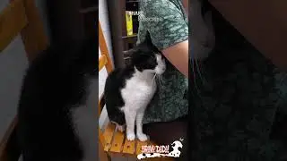 Black and White Cat Demanding Attention From Owner &ndash; Funny Cat &ndash; Bravo Dada! #Shorts #Cat #CatVideos