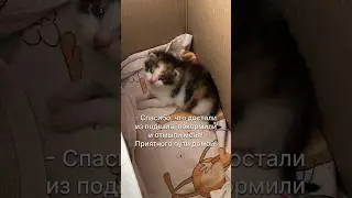 Больше нас в профиле 👆🏻 #catlife #catvideo #shorts #котенок #котики #милыекотята #кошка #pets #pet