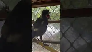 Feeding baby magpie