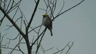 Golden-winged Warbler, St. Lawrence River Valley