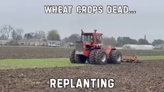 Wheat Crop Failure &ndash; Losing 75% of the Field
