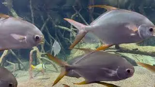 Discovering the Beauty of Pompano Fish
