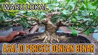 ULAS PEROGRAMAN WARU LOKAL