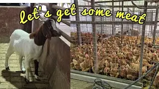 Buying a Whole Live Goat from the Butcher | Full Process and What to Expect