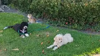 Moving Heads in A Synchronized Way : Two Dogs and A Cat