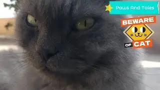 This Cat Loves the Sun | A Calm, Beautiful Morning Story