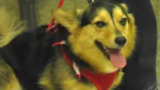 Therapy dogs help hospital patients