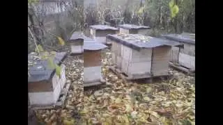 Apicultura la distanta 1