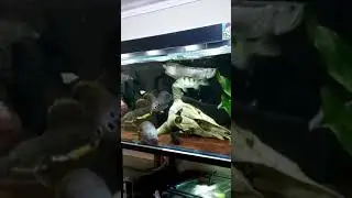 Fil&eacute; de peixes com proto vit , ser&aacute; que os peixes comem  ????