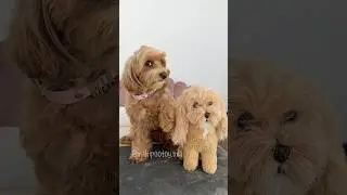 Oh nooo 🤯 #maltipoo #dog
