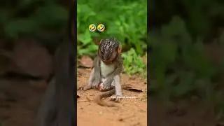 Baby monkey bites ants 🤣🐒#monkey #monkey #baby #love #funnyvideo #shorts #short #funny #subscribe 🐒🐒