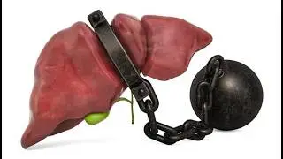 10 Fascinating Facts About the Human Liver You Didn't Know! Human liver Functions Liver Physiology
