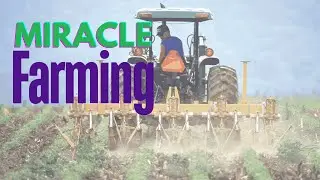 Miracle Plant | Nutritional Dynamite Plant #contractfarming  #medicinalplants