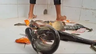 Cleaning a colourful gold fish tank with no equipment 