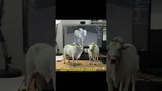 RK BULLS veerasimha and jr veerasimha