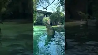 Massive crocodile devours meal at the Fort Worth Zoo