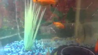 Grow log #5 plant growth and strange fish behavior