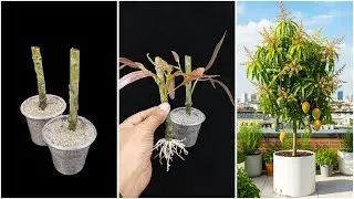 Growing mango plant from stem | Step by step guide
