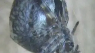 extreme close up of spider