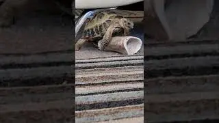 tortoise having sex on the bone