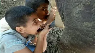 cow milking and drinking milk of kids by village life vlog
