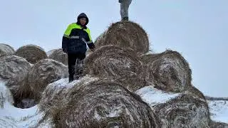 ЛЕКЦИЯ ПРО ЖЕРЕБЯТ. И РАБОТА ПО ХОЗЯЙСТВУ. 