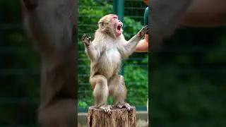 Monkey Freaks out After one Touch 😂🙉#shorts #funnyanimals #monkey #zoo #viral #memes #hysterical