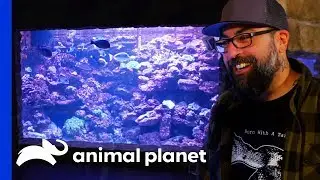 Take A Look At This Incredible 20,000 Gallon Aquarium! | Animal Cribs