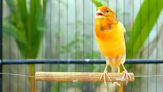 أفضل صوت كناري يساهم في تهدئة الإناث وتحفيز الذكور على الغناء القوي مما يعزز نجاح التزاوج