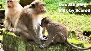 Stealing by Scared and Terrified, Poor Baby Dax hungry milk and asking from mom, But Daisy delay him
