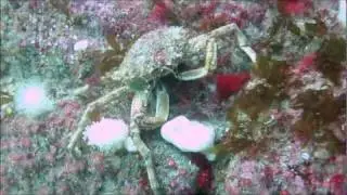 Diving in Penzance Cornwall