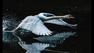 ~ One moment in time ~ Dana Winner (Tradus &icirc;n rom&acirc;nă)
