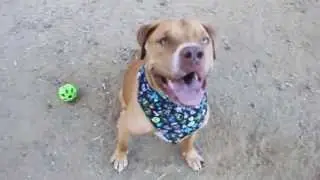 ADOPT ROCKIE the lab/ french mastiff in SO. CAL - AWESOME DOG