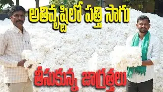 వర్షాలు కురిసినా.. ఎకరానికి 14 క్వింటాళ్ల పత్తి | Cotton Cultivation