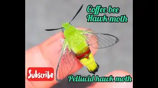 Moths of Nepal || Pellucid/Coffee bee Hawk moth(Cephonodes hylas) || Life cycle