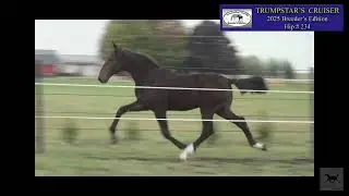 Hip #234 -  Trumpstar's Cruiser