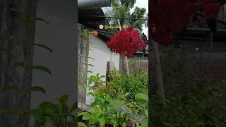 #terracegardenindia #nature #gardenvlogs #flowers #gardentours