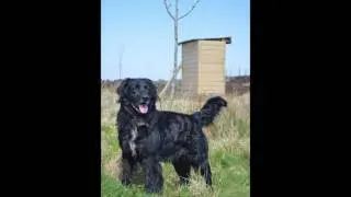 Special appeal for Rex