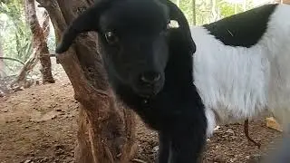 Benjamín