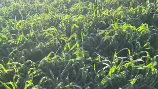 Chuva, Frio e Geada no sudoeste do Paran&aacute; 🥶