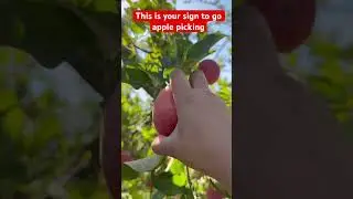 APPLE PICKING SEASON 2025 | FALL SEASON 2025 #apple  #applepicking #fall #autumn #fall2025