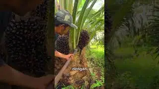 Panen kelapa sawit costarica themba
