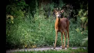 July - The Sound Of Nature